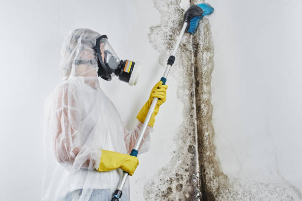 Why You Should Choose Our Mold Remediation Services in Eagle Grove, IA